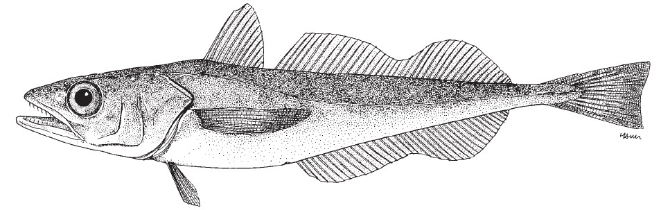 Merluccius angustimanus.jpg